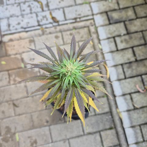 Fruit Spirit #1 growlog timeline photo