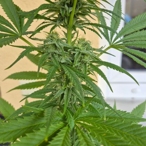 Fruit Spirit #2 growlog timeline photo