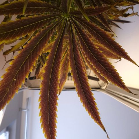 Fruit Spirit #2 growlog timeline photo