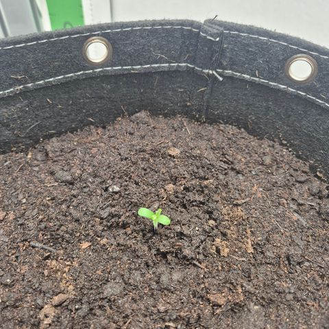 Frohe Weihnachten  growlog timeline photo