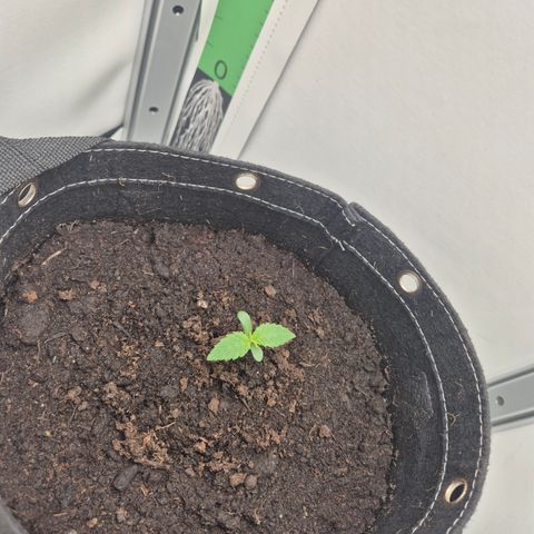 Frohe Weihnachten  growlog timeline photo