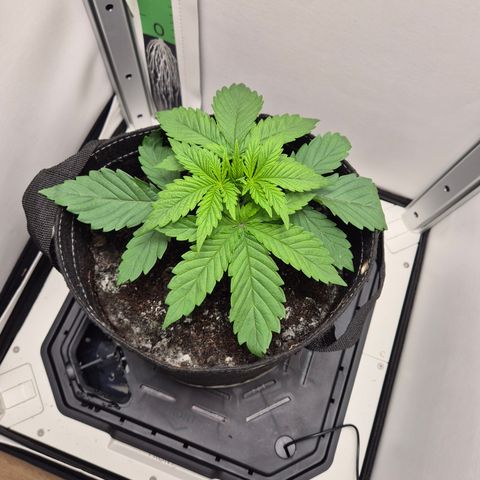 Frohe Weihnachten  growlog timeline photo