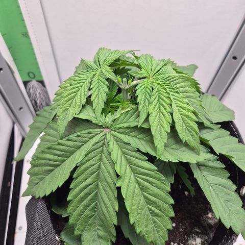 Frohe Weihnachten  growlog timeline photo