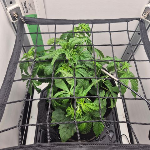Frohe Weihnachten  growlog timeline photo