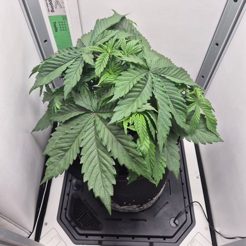 Frohe Weihnachten  growlog timeline photo