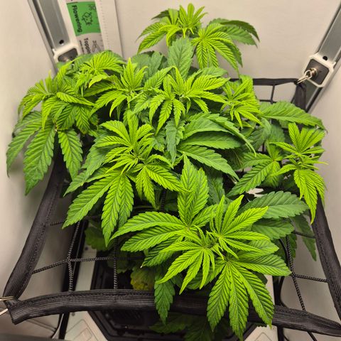 Frohe Weihnachten  growlog timeline photo