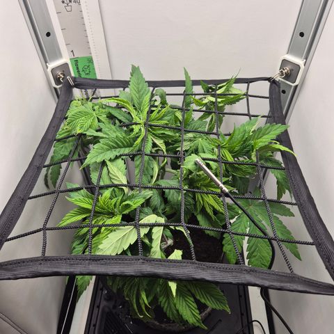 Frohe Weihnachten  growlog timeline photo