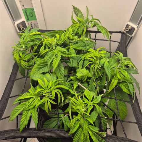 Frohe Weihnachten  growlog timeline photo