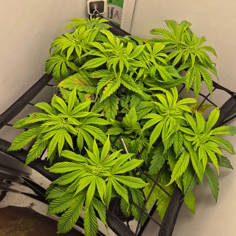 Frohe Weihnachten  growlog timeline photo