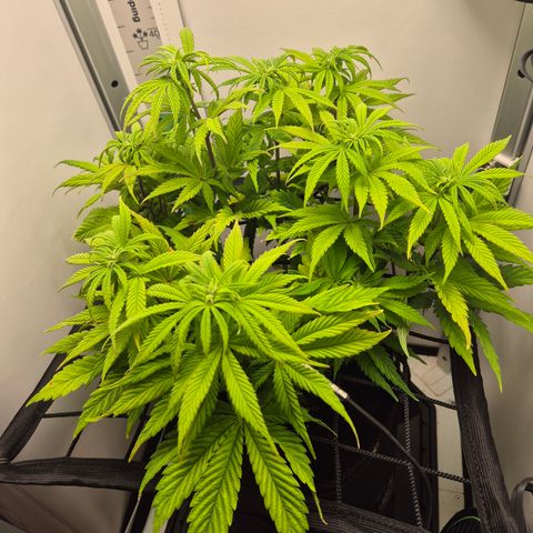 Frohe Weihnachten  growlog timeline photo