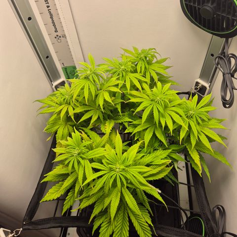 Frohe Weihnachten  growlog timeline photo
