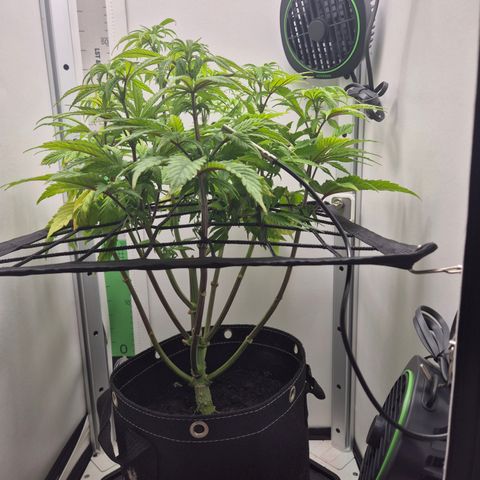 Frohe Weihnachten  growlog timeline photo