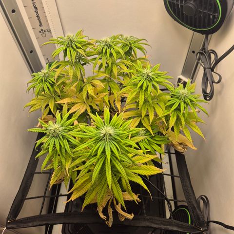 Frohe Weihnachten  growlog timeline photo