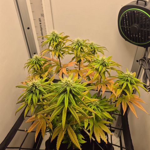 Frohe Weihnachten  growlog timeline photo