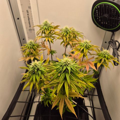 Frohe Weihnachten  growlog timeline photo
