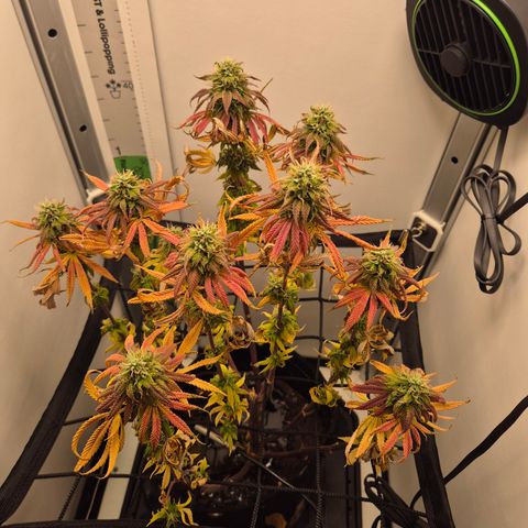 Frohe Weihnachten  growlog timeline photo