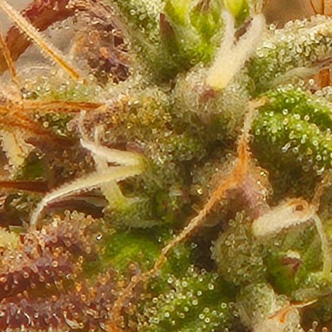 Frohe Weihnachten  growlog timeline photo