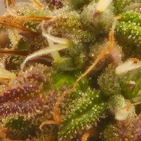 Frohe Weihnachten  growlog timeline photo