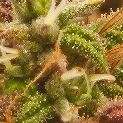 Frohe Weihnachten  growlog timeline photo