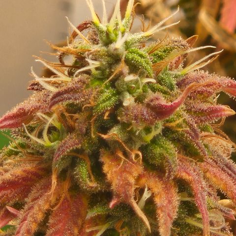 Frohe Weihnachten  growlog timeline photo