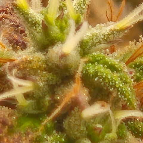 Frohe Weihnachten  growlog timeline photo