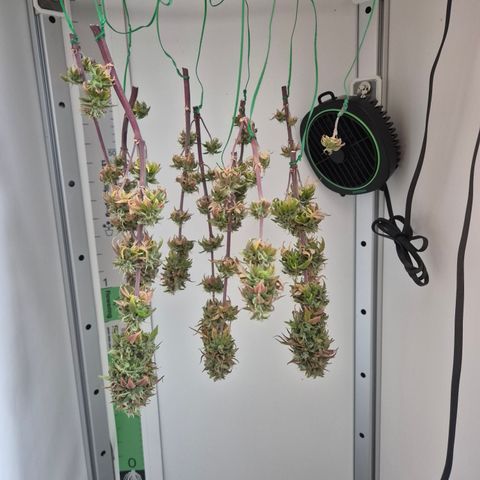 Frohe Weihnachten  growlog timeline photo