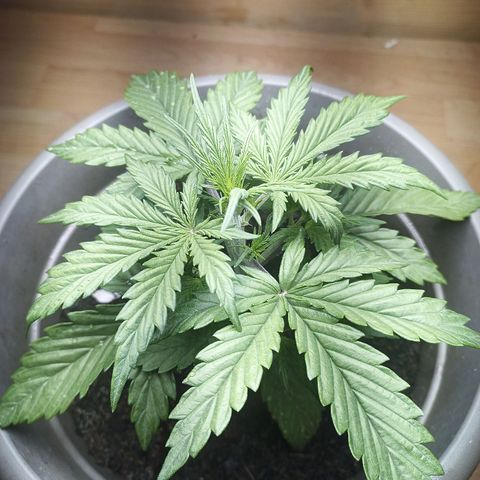 Royal Jack Auto growlog timeline photo