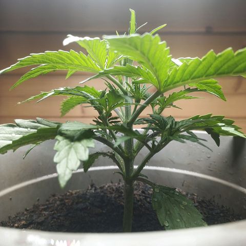 Royal Jack Auto growlog timeline photo
