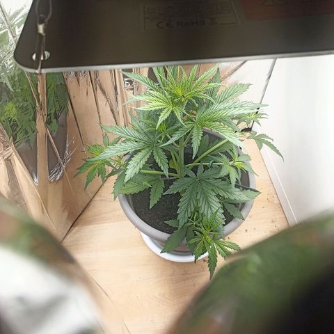 Royal Jack Auto growlog timeline photo