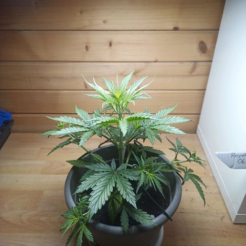 Royal Jack Auto growlog timeline photo