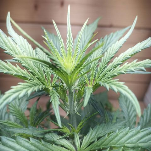 Royal Jack Auto growlog timeline photo