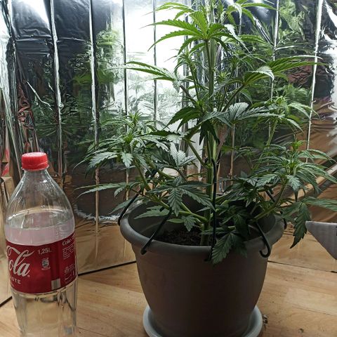 Royal Jack Auto growlog timeline photo