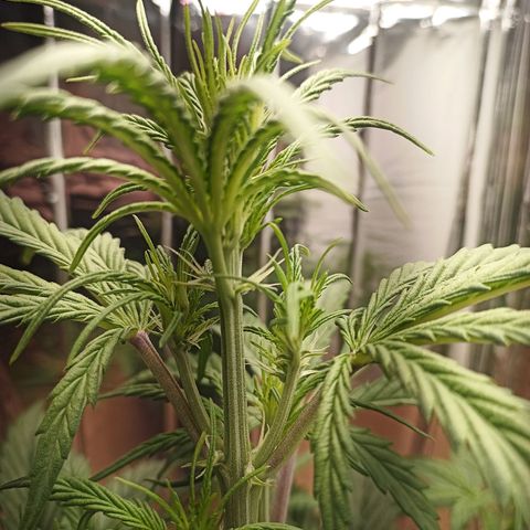 Royal Jack Auto growlog timeline photo