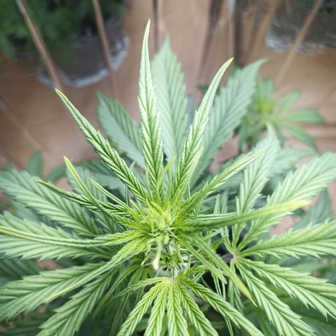 Royal Jack Auto growlog timeline photo