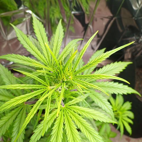 Royal Jack Auto growlog photo: Umgezogen 