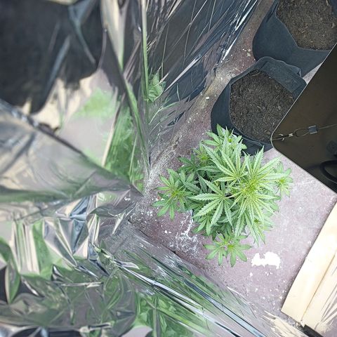 Royal Jack Auto growlog photo: Umgezogen 