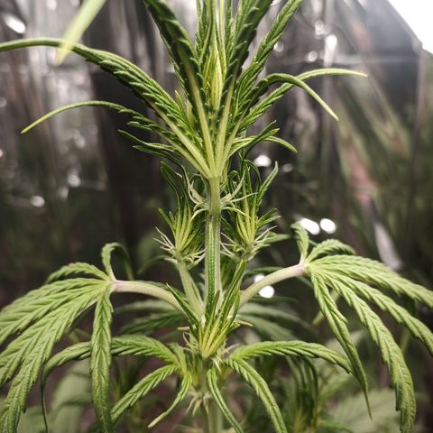 Royal Jack Auto growlog timeline photo