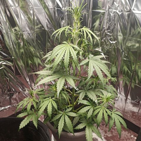 Royal Jack Auto growlog timeline photo