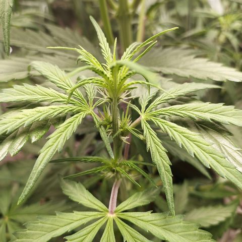 Royal Jack Auto growlog timeline photo