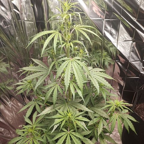 Royal Jack Auto growlog timeline photo
