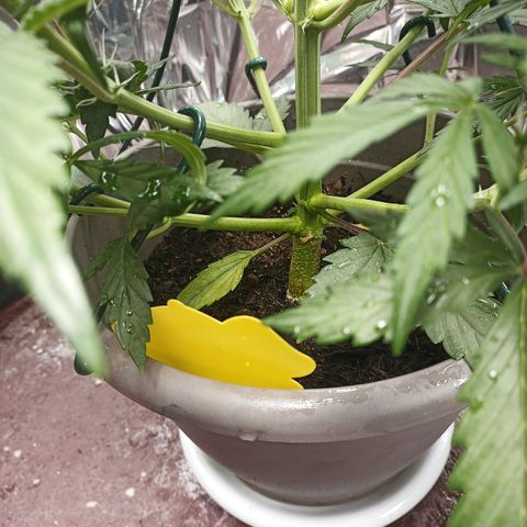 Royal Jack Auto growlog photo: Gelbsticker Trauermückenbekämpfung 