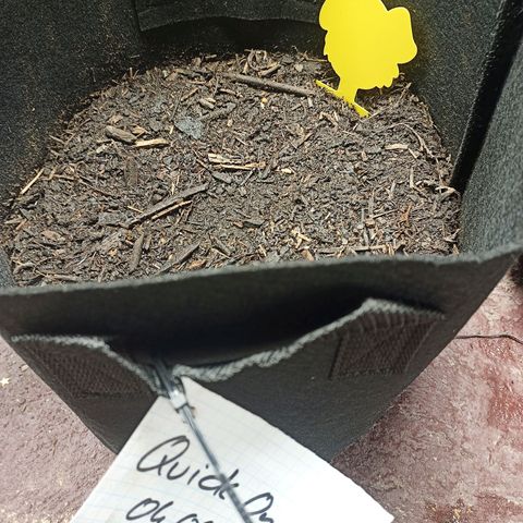 Quick One Automatic growlog photo: Gelbsticker Trauermückenbekämpfung