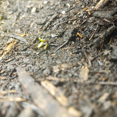 Quick One Automatic growlog timeline photo