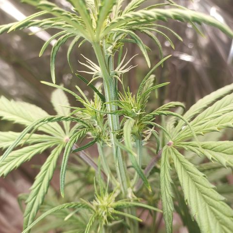 Royal Jack Auto growlog timeline photo