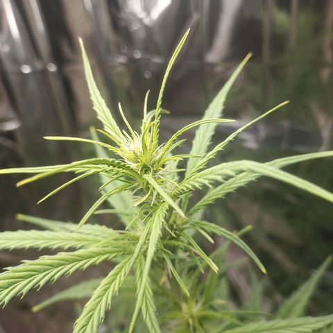 Royal Jack Auto growlog timeline photo