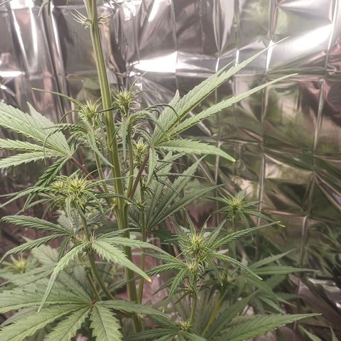 Royal Jack Auto growlog timeline photo