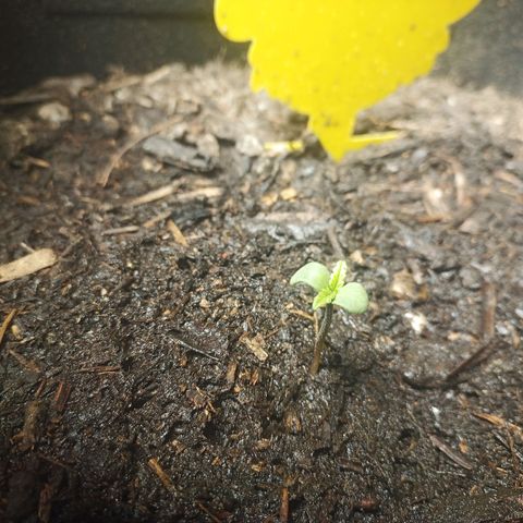 Triple G Automatic growlog timeline photo