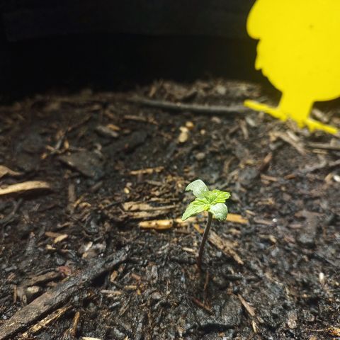 Quick One Automatic growlog timeline photo