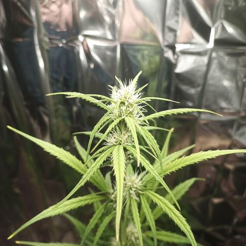 Royal Jack Auto growlog timeline photo