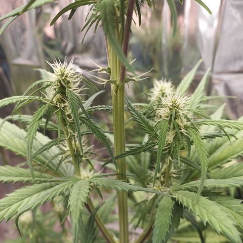 Royal Jack Auto growlog timeline photo